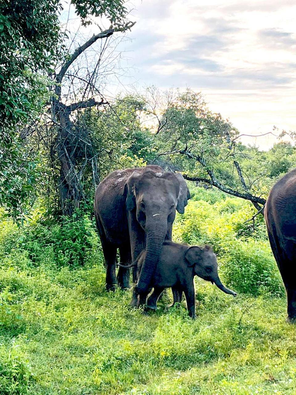 Milk House Udawalawe